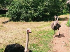 -沈阳森林动物园