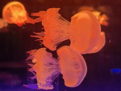 -北戴河圣蓝海洋公园