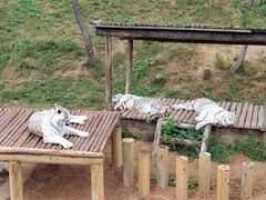 -石家庄市动物园