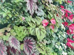 -石家庄市植物园