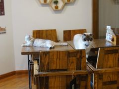 -喵园·猫主题咖啡厅·撸猫·猫咖(国贸店)