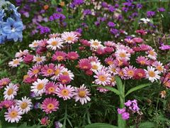 -上海鲜花港