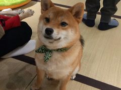 -逗柴咖啡屋·狗咖猫咖宠物桌游