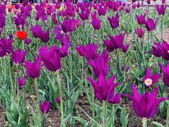 -长春公园(普阳街道)