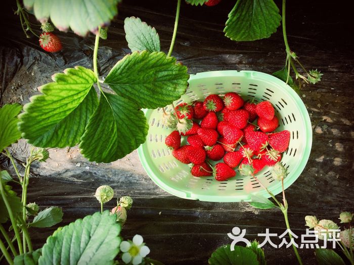 旺旺草莓采摘园图片 - 第5张
