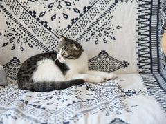 -平行世界·猫咖(首经贸店)