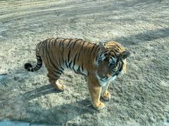 -北京野生动物园