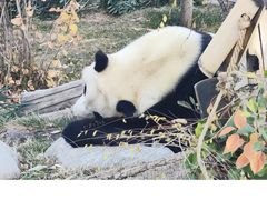 -青藏高原野生动物园