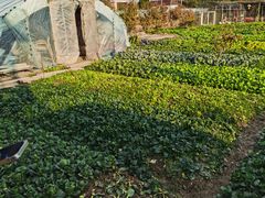 -小鱼草莓采摘园农家乐·小鱼餐厅
