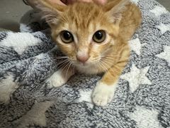 -御宝贝·A梦猫科宠物医院(国际猫友好医院)