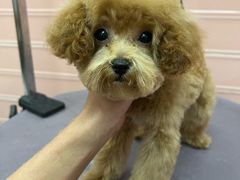 -FAELING PETS美天灵宠物(合生汇店)
