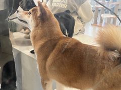 -共舞时光猫咖·狗咖(新街口店)