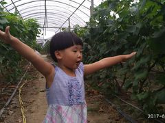 -马陆小张葡萄园农家乐