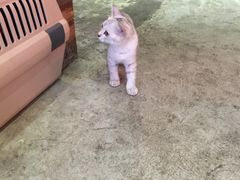 -MIKAKU(万达广场上海宝山店)