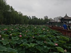 -莲花池公园