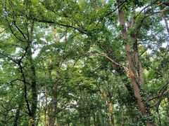 -大蜀山国家森林公园