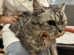 -福懋动物医院·犬猫全科·外科·重症科(杏林分院)