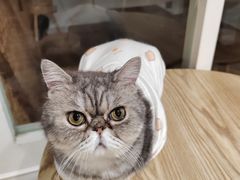 -楼上猫咖(罗湖店)