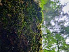 -青峰峡国家森林公园