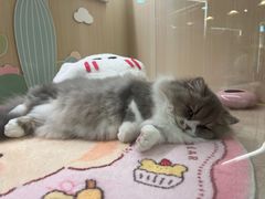 -momokira米努特·德文卷毛猫·棉花面纱犬