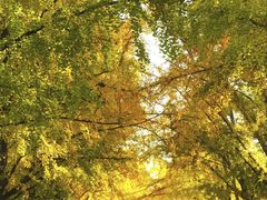 -三里屯东五街银杏大道