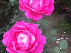 -三圣花乡旅游区