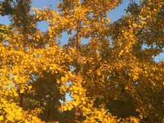 -大兴滨河森林公园