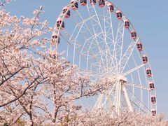 -顾村公园