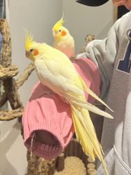 -Zoolung Zoolung动物主题公园(海信广场店)