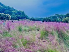 -红花山公园