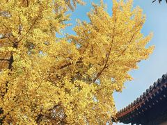 -北京石刻艺术博物馆(五塔寺)