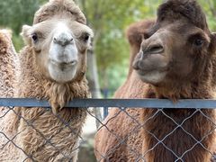 -长白岛森林公园