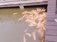 -枫香湖儿童公园