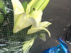 -万商花鸟市场