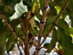 -Torch Coffee 炬点咖啡