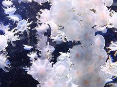 -太平洋海底世界