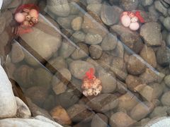 -水底山庄园温泉