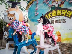 -柴犬高等学院·狗咖·柴犬售卖·宠物训练