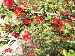 -济南国际园博园