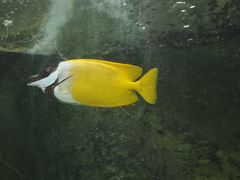 -悉尼海洋生物水族馆