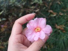-茅家埠