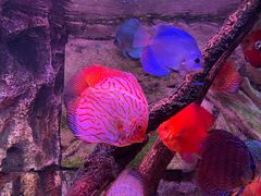 -上海海洋水族馆