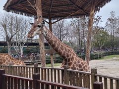 -上海野生动物园