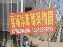 -喜杨洋草莓采摘园