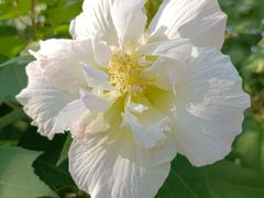 -庐州太太(信地店)