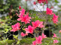 -上海佘山国家森林公园天马山园