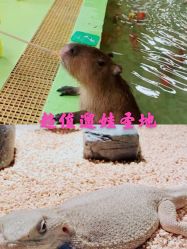 -七巧国萌宠乐园(龙湖天街店)