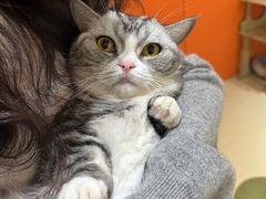 -三花喵·撸猫购宠·宠物生活馆(虹桥南丰城店)