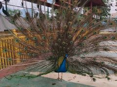 -世界恐龙谷景区