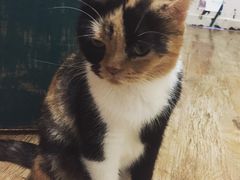 -猫色咖啡·猫咖